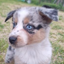 SKYE-bmf2 - Blue merle female Australian Shepherd puppy in Salem, Arkansas from Patchwork Kennels