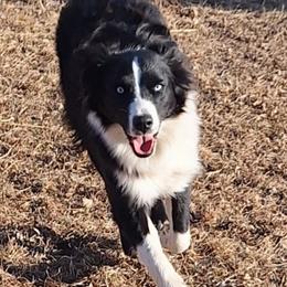 Amara - Australian Shepherd