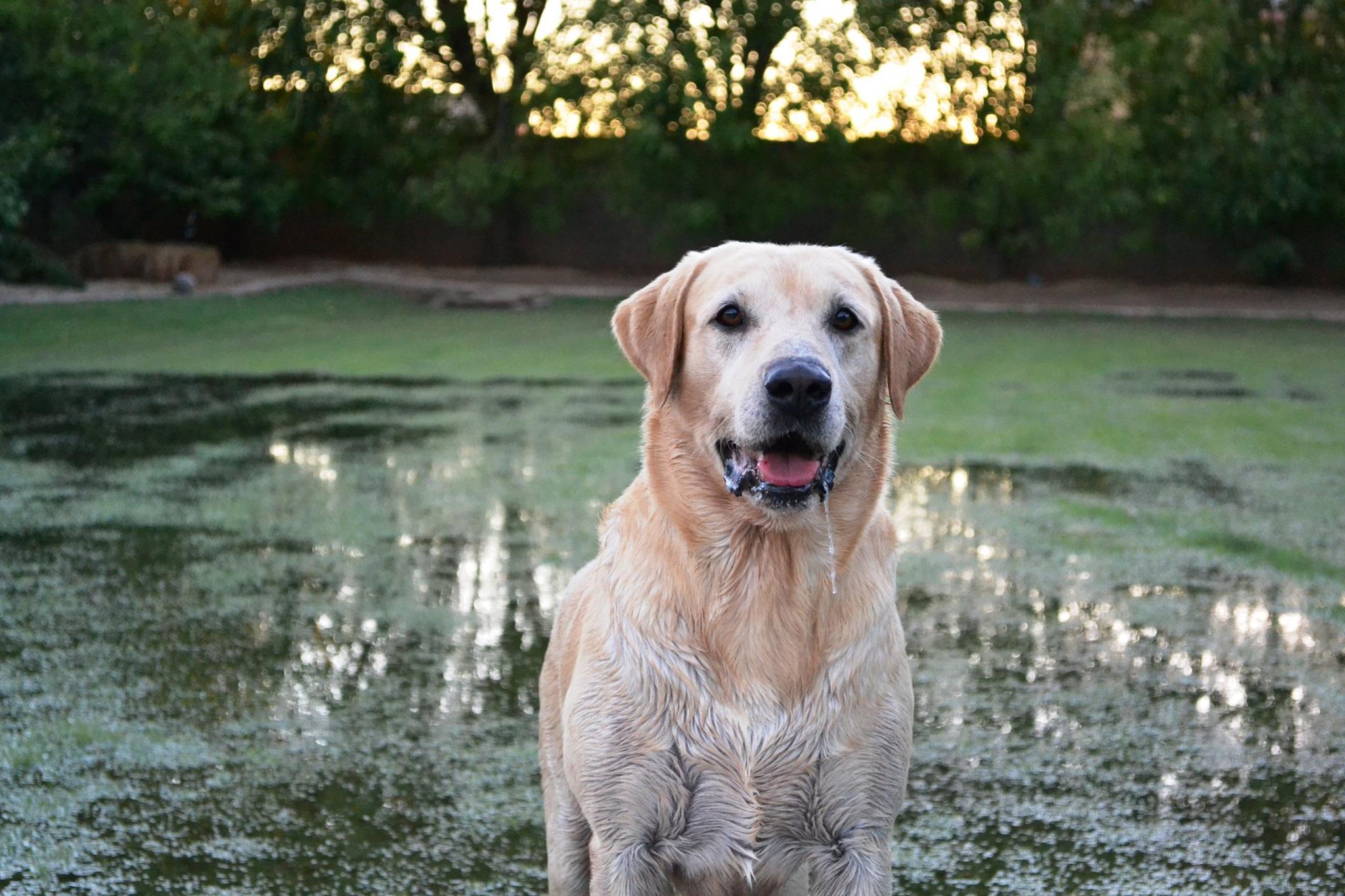Queens Creek Labrador Ranch in North Carolina | Labrador Retriever ...