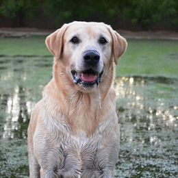 Labrador Retrievers from Queens Creek Labrador Ranch