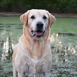 Labrador Retrievers from Queens Creek Labrador Ranch