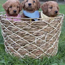 Goldendoodle Puppies from JD GoldenDoodles