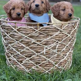 Goldendoodle Puppies from JD GoldenDoodles