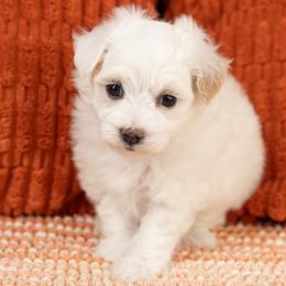 Casper - White male Maltipoo puppy in Salt Lake City, Utah from My Doodle Puppy