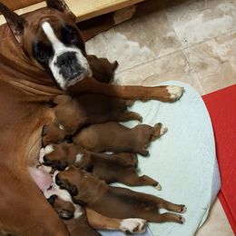 Boxer Puppies from Big Mac Boxers