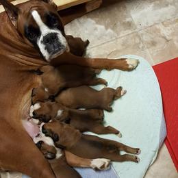 Boxer Puppies from Big Mac Boxers