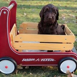 Monica - female Newfypoo puppy in South Haven, Minnesota from Hidden Haven Poodles and Doodles