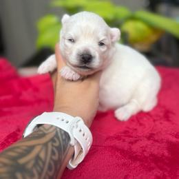 Coco - White female Pomsky puppy in Coos Bay, Oregon from Ocean View Pomskies