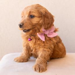 Aussiedoodle and Goldendoodle Puppies from Ever After Doodles Arizona