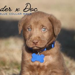 Boy 6 - Chocolate male Labrador Retriever puppy in Capron, Virginia from Triple Creek Kennel