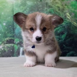 Male 2 - Sable male Pembroke Welsh Corgi puppy in Washington from Castle View Royal Rumps