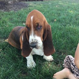 Marley - Basset Hound