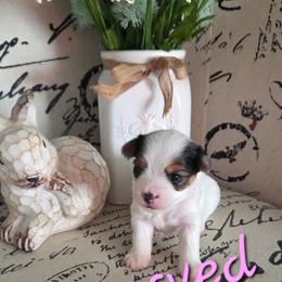 Fawn - Parti female Yorkshire Terrier puppy in Clarksburg, Indiana from Hidden Gems Parti Yorkies