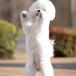 Bichon Frises from Blessed Treasures Bichons
