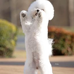 Bichon Frises from Blessed Treasures Bichons