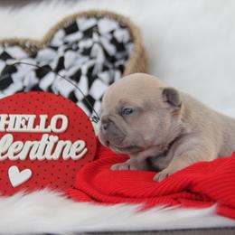 Lilac Fawn Boy - Blue fawn male French Bulldog puppy in Piedmont, Oklahoma from 5A Frenchies