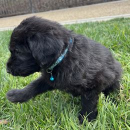 Assorted Doodle Crosses Puppies from Versi Canines