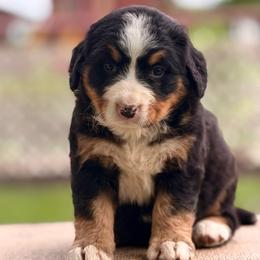 Beverleigh - Tri-color female Bernese Mountain Dog puppy in New Haven, Indiana from Maumee Berners