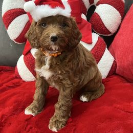 Romeo - Red  male Goldendoodle puppy in The Woodlands, Texas from Gracie's Goldendoodles and Bernedoodles