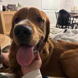 Teddy aka Tippy - Dark golden male Golden Retriever puppy in Iron Station, North Carolina from Golden Paws