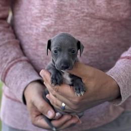Boy 2 - Blue male Italian Greyhound puppy in Sugar Valley, Georgia from Pinnacle Farm and Kennel
