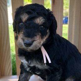 Pink ribbon girl - Bernedoodle puppy from Bella Ridge Farms & Dapper Doodles
