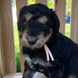 Pink ribbon girl - Bernedoodle puppy from Bella Ridge Farms & Dapper Doodles