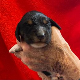 Boots - Black and cream male Dachshund puppy in Elizabethtown, Kentucky from Teeny Tiny Puppy Tails