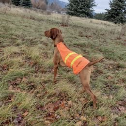 Vizslas from Dandys Bean Bags
