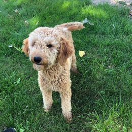 Nelly - Goldendoodle