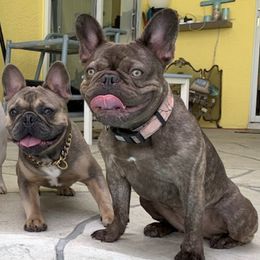 French Bulldogs from JZ’s Reproduction and Pet Services