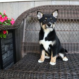 Girl 2 - female Shiba Inu puppy in Arcola, Illinois from Highline Puppies