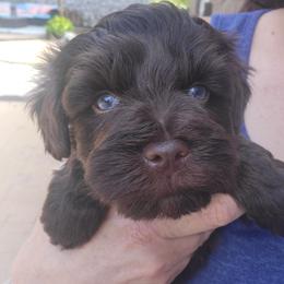 Miniature Schnauzer Puppies from Chiquiticos Shnauzers