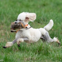 Cossette - Poodle