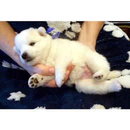 PURPLE - Pablo PICASSO - White male American Eskimo Dog puppy in Redlands, Ca, Usa, California from Tribe of Aryelle