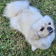 Tibetan Spaniel All Grown Up from Coastal Peaks Tibetan Spaniel Breeder