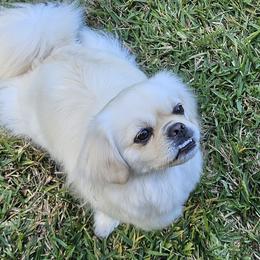 Tibetan Spaniel All Grown Up from Coastal Peaks Tibetan Spaniel Breeder