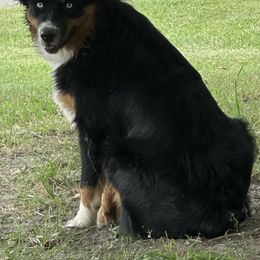 Thyme - Australian Shepherd