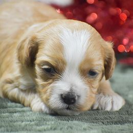 Macy - Red female Cavapoo puppy in Honey Brook, Pennsylvania from Stoltzfus Family Puppies (license number 18844)