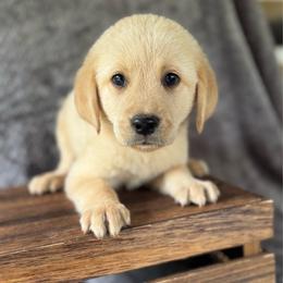 Matcha - Yellow male Labrador Retriever puppy in Sullivan, Missouri from O’Dell Labs