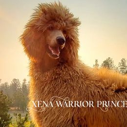Australian Labradoodles, Labrador Retrievers, and Poodles from Laird Farms