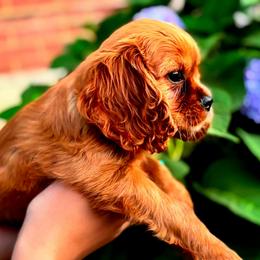 Austin - Ruby male Cavalier King Charles Spaniel puppy in Watsontown, Pennsylvania from Huntsman Cavaliers