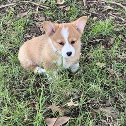 Poco - Red female Pembroke Welsh Corgi puppy in Millsap, Texas from Punchy Pembroke Ranch