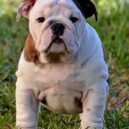 Bulldogs and French Bulldogs from Skyline French Bulldogs