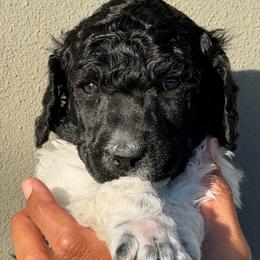 Baby Yoda - Parti male Poodle puppy in Tampa, Florida from Enjoy Life Poodles