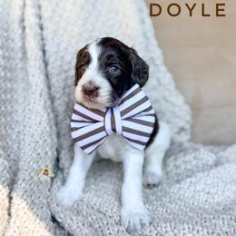 Doyle - Chocolate male Goldendoodle puppy in Dallas County, Texas from Dream A Little Doodle