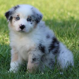 Blue Merle Male 2 - Blue merle male Australian Shepherd puppy in Northport, Alabama from Sipsey River Australian Shepherds