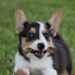 American Corgis and Pembroke Welsh Corgis from Clover Meadows Farm Corgis