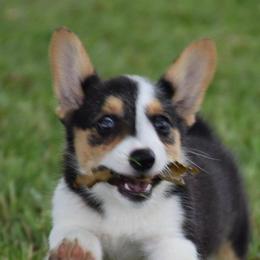 American Corgis and Pembroke Welsh Corgis from Clover Meadows Farm Corgis