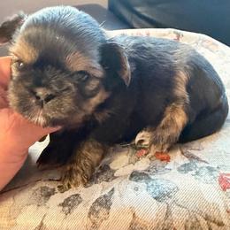 Dobi - Black and tan female Shih Tzu puppy in Citrus Heights, California from The Lion dog Shih Tzu